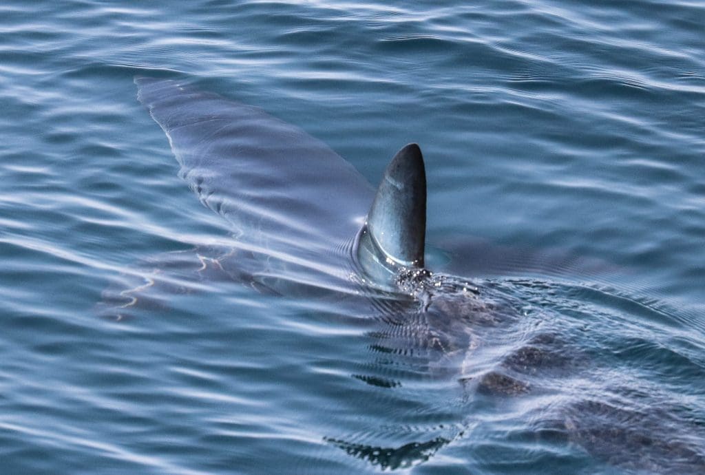 Shortfin Mako Shark