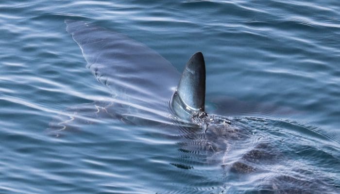 Shortfin Mako Shark
