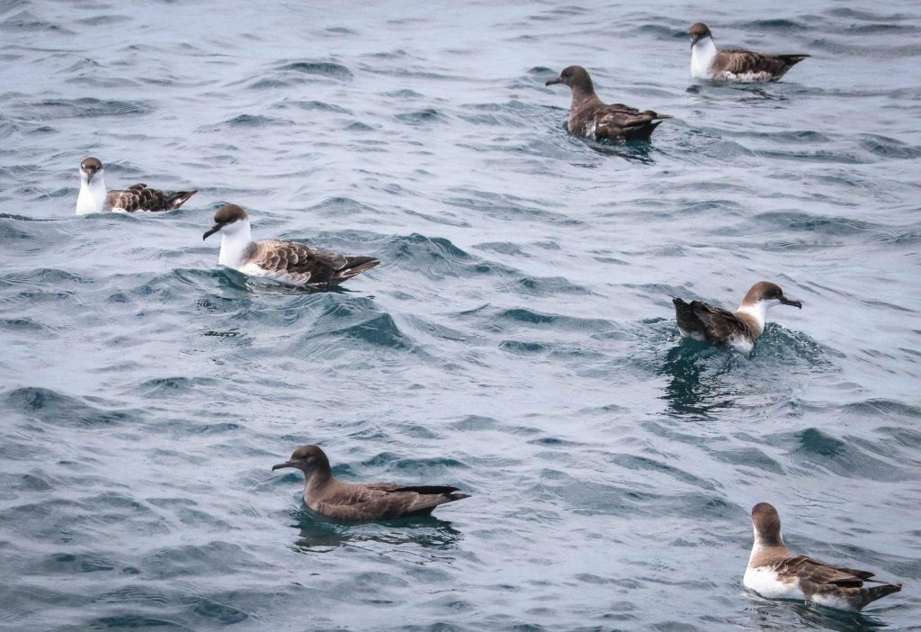 Shearwaters & Petrels
