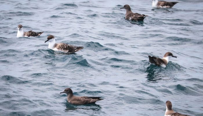 Shearwaters & Petrels