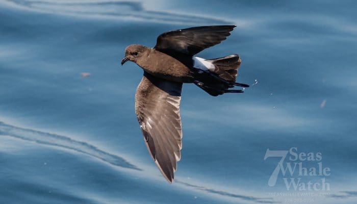 Shearwaters & Petrels