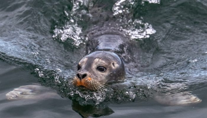 Harbor Seal