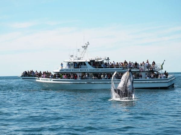 Why Choose 7 Seas
