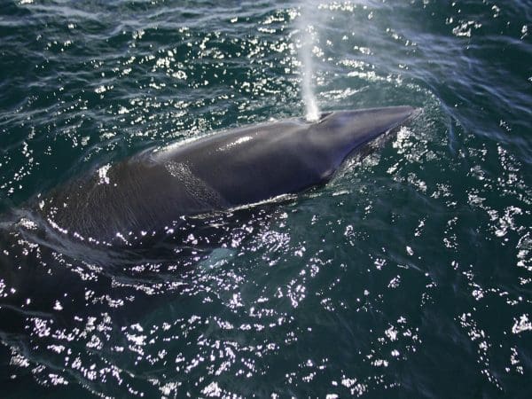 Stellwagen Bank National Marine Sanctuary