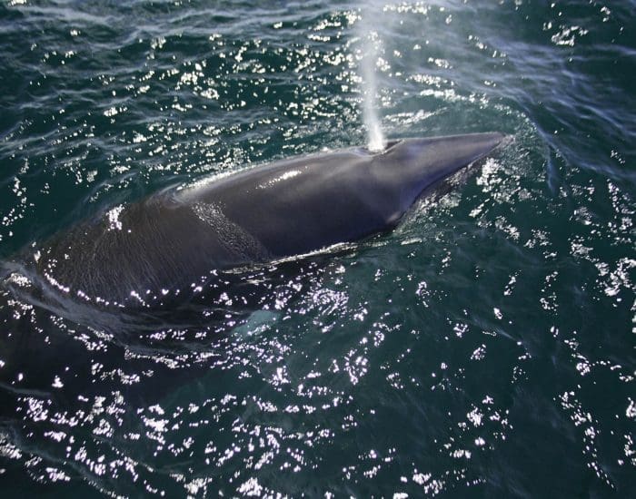 Stellwagen Bank National Marine Sanctuary