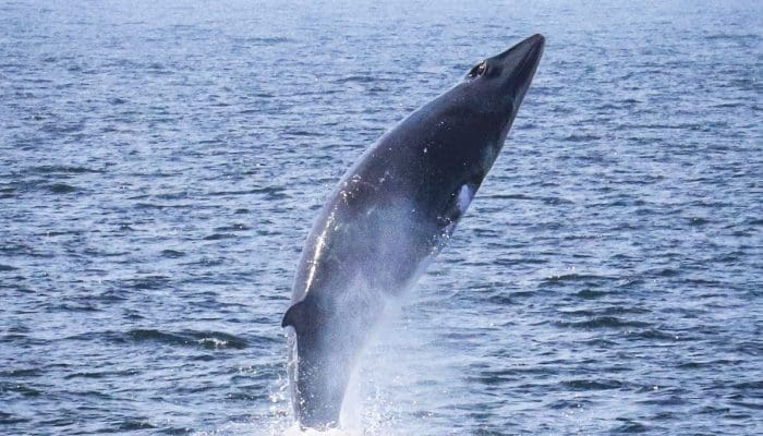 Minke Whale