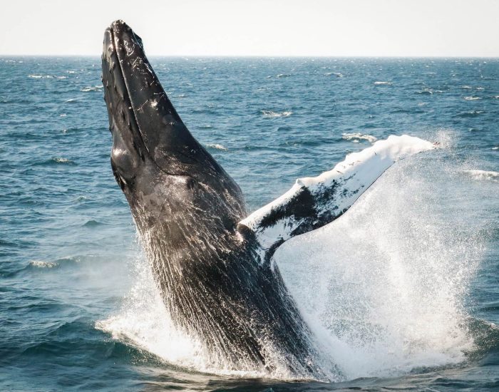 d9754d041b5d643485d89cd270c5fedc0f42d681