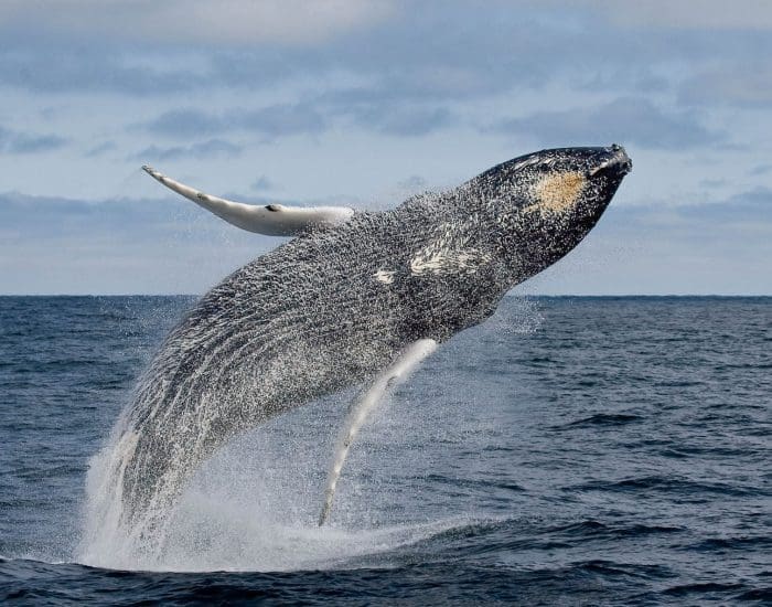 Stellwagen Bank National Marine Sanctuary