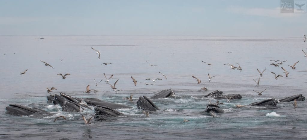 Whale Madness and a Salt Sighting