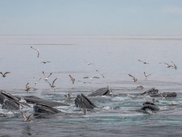 Whale Madness and a Salt Sighting