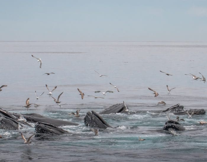 Whale Madness and a Salt Sighting