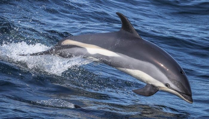 Stellwagen Bank National Marine Sanctuary