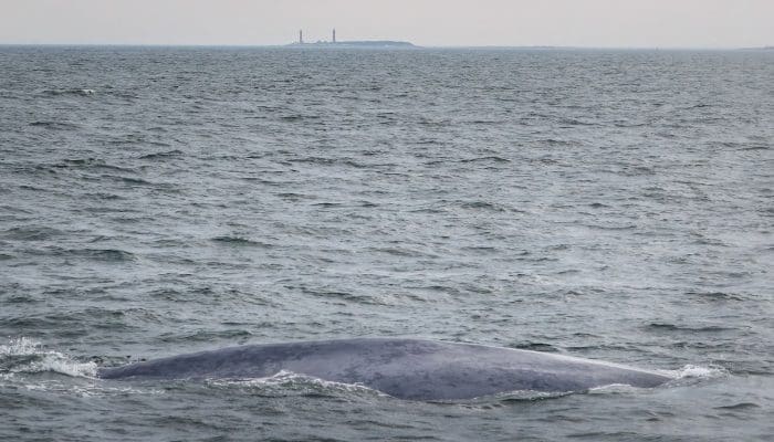 B408 back and Thacher Island
