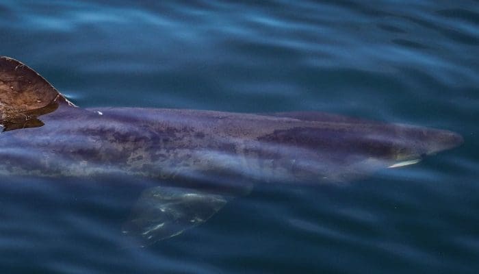 Basking Shark ’24