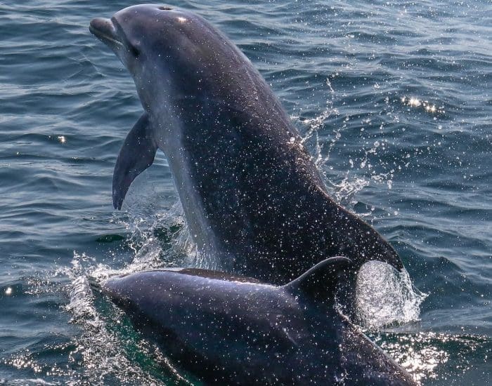 Stellwagen Bank National Marine Sanctuary