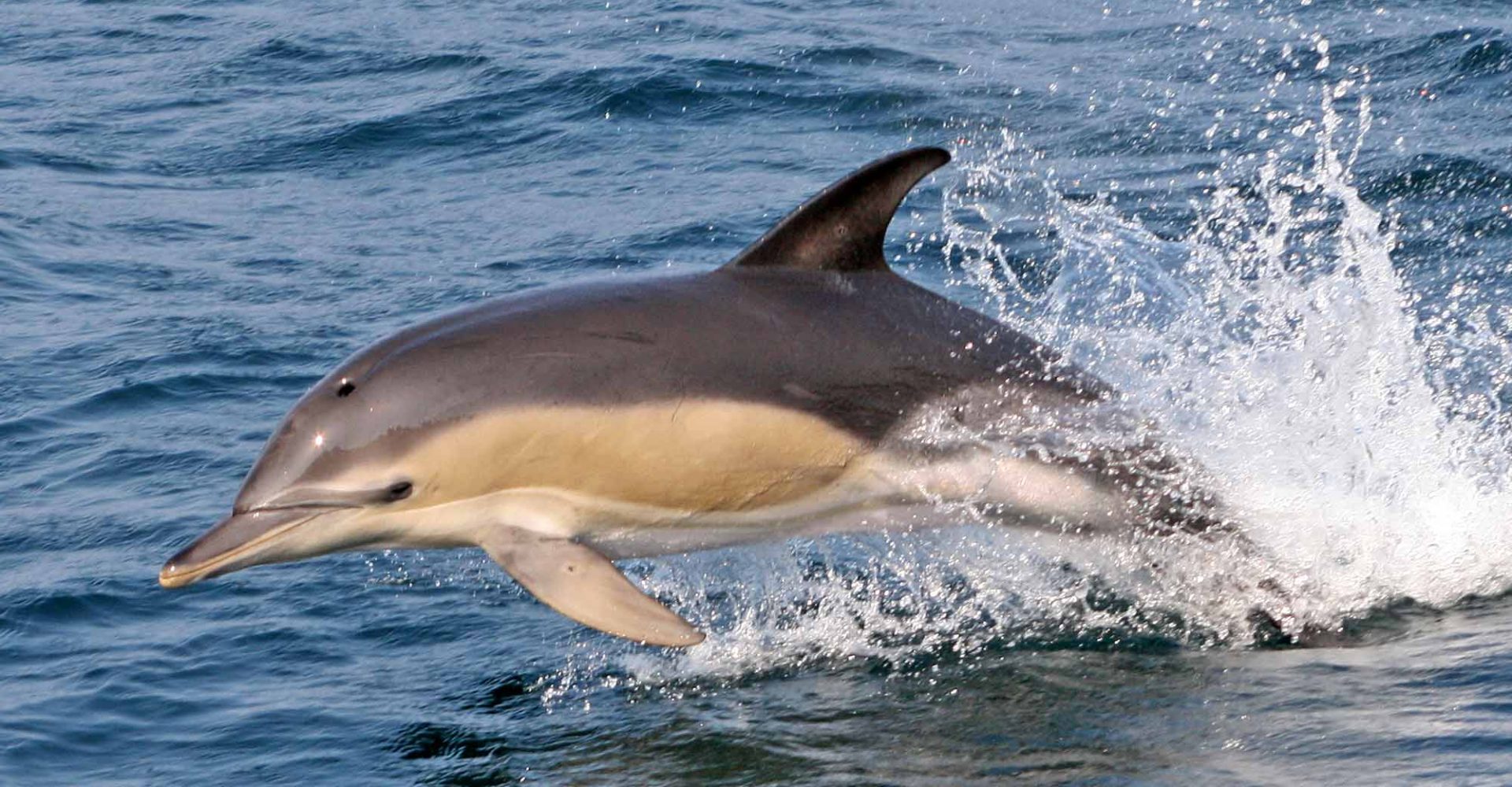 Dolphin Gloucester Cape Ann MA