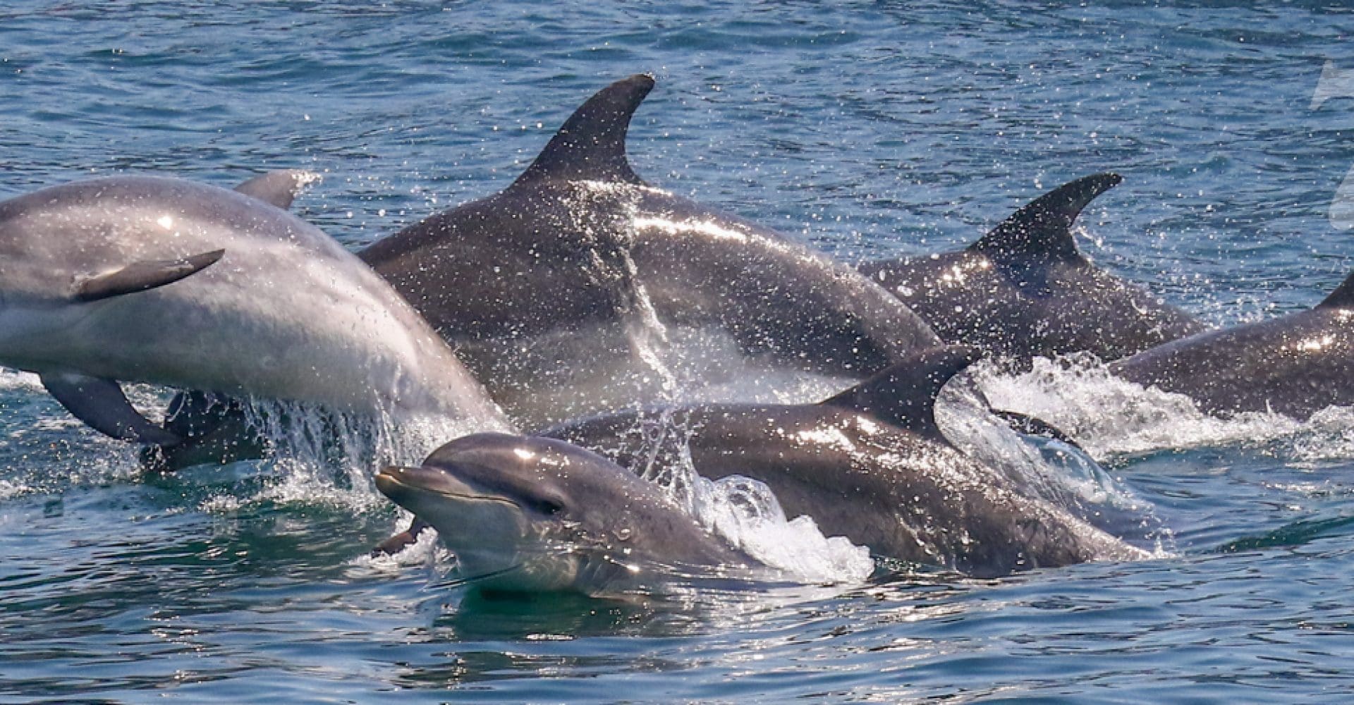 Dolphins Cape Ann Gloucester MA
