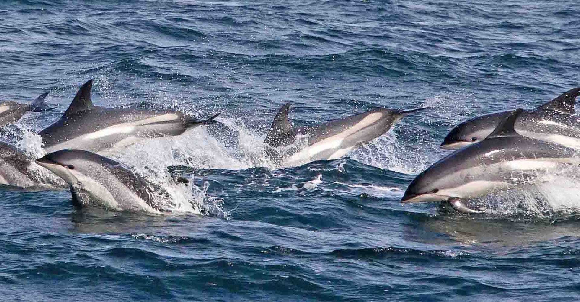Dolphins Gloucester Cape Ann MA