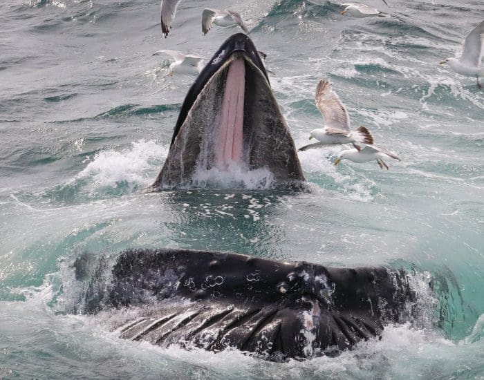 Why Whale Watch from Gloucester