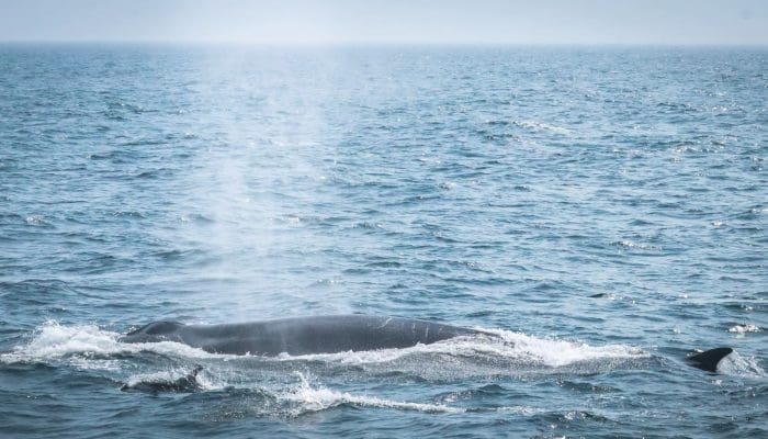Fin whale and atlantic white-sided dolphin