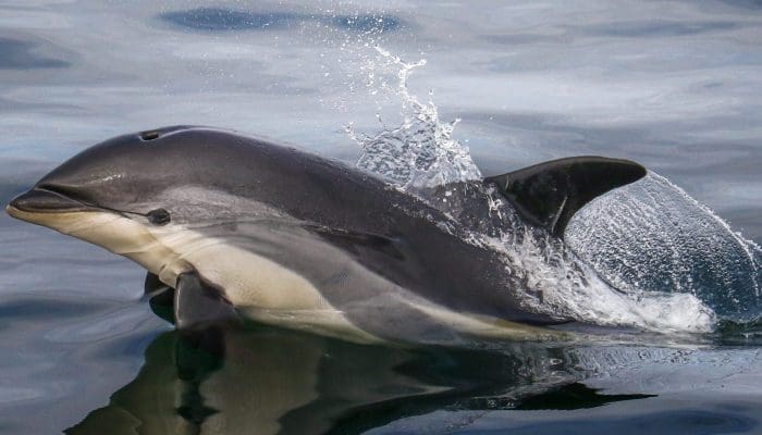 Stellwagen Bank National Marine Sanctuary