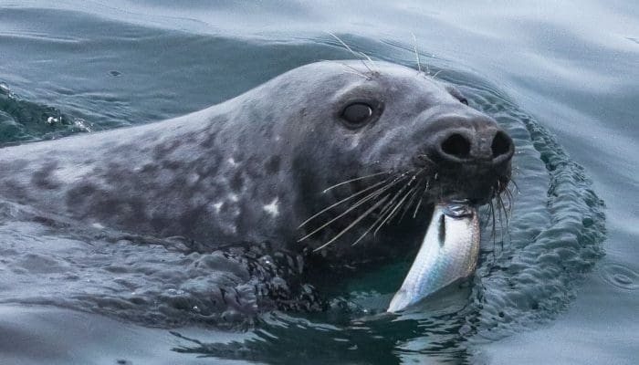 Gray seal with a fish
