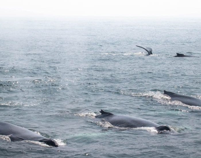 Stellwagen Bank National Marine Sanctuary