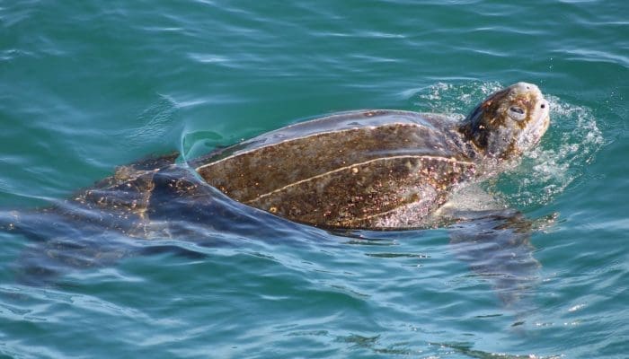 Leatherback Turtle