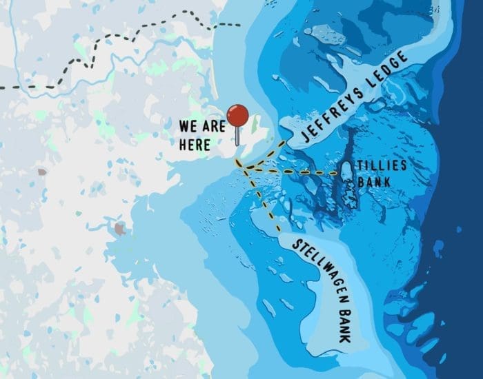 Why Whale Watch from Gloucester