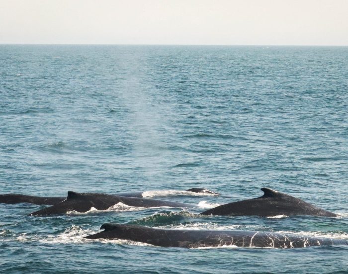 Why Whale Watch from Gloucester