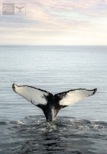 Whale Madness and a Salt Sighting