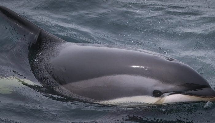 Stellwagen Bank National Marine Sanctuary