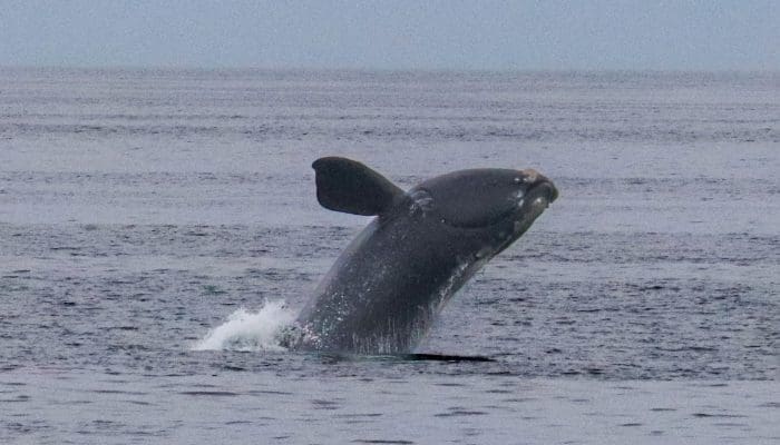 Right whale