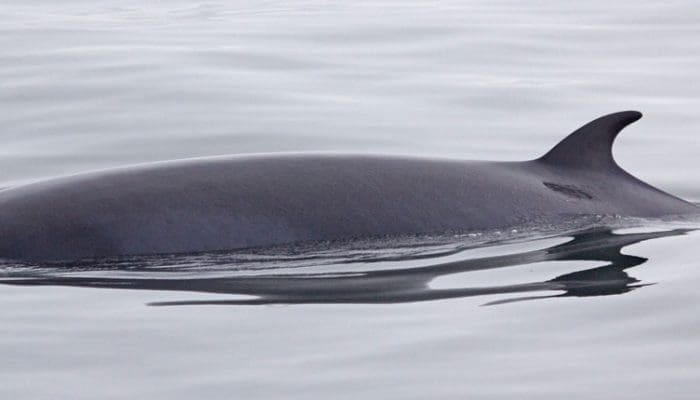 Minke Whales 00010