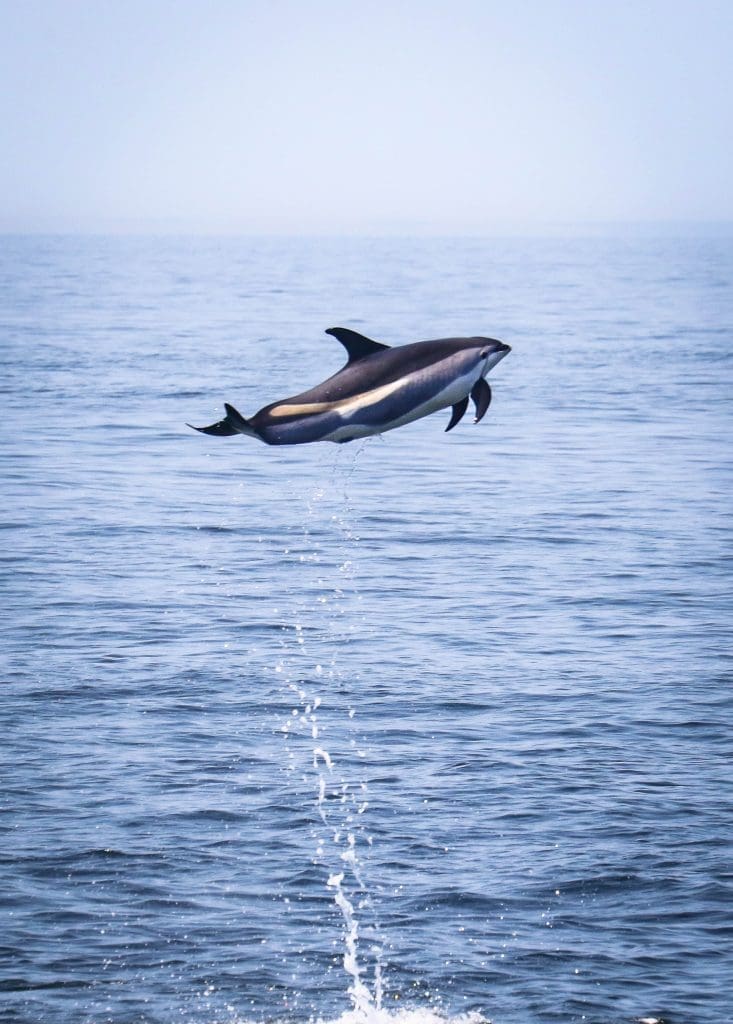 Stellwagen Bank National Marine Sanctuary