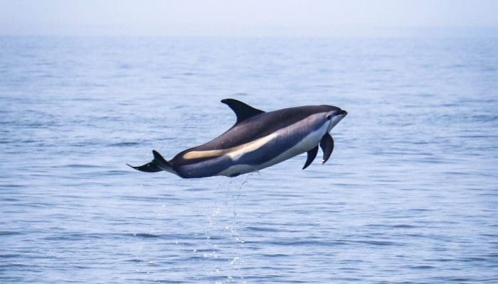 Stellwagen Bank National Marine Sanctuary