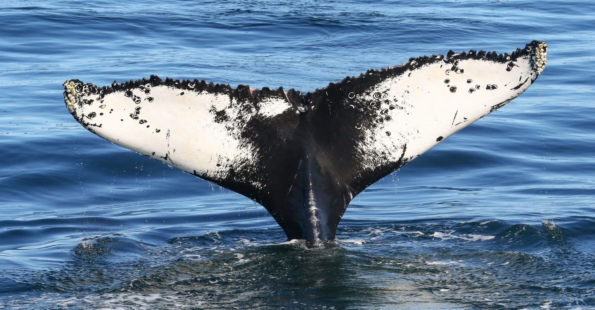 7 Seas Whale Watch