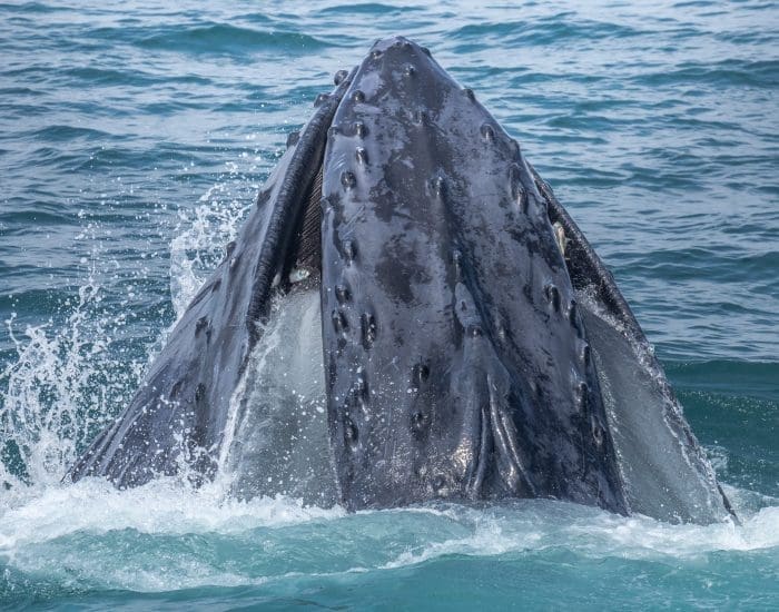 Why Whale Watch from Gloucester