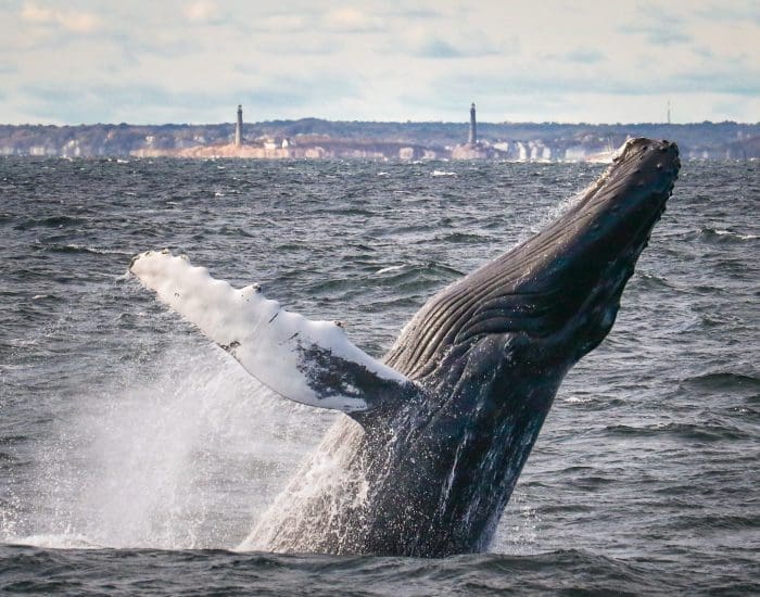 Why Whale Watch from Gloucester