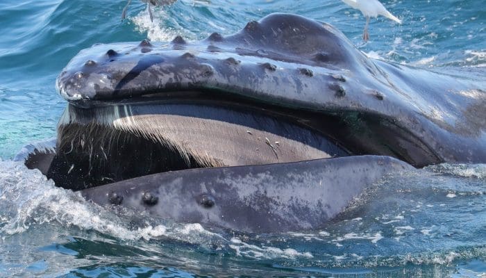 Why Whale Watch from Gloucester