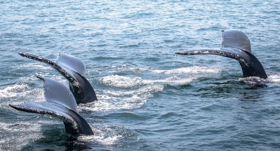 Spell, Sprinkles, and Nile triple fluke