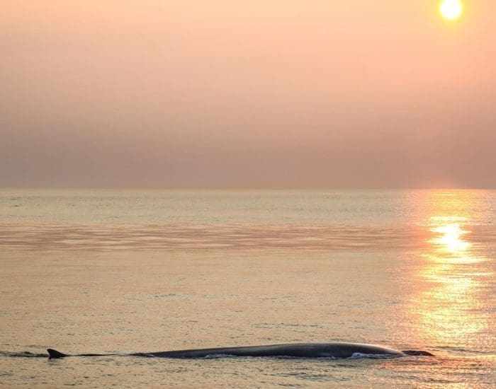Sunset fin whale