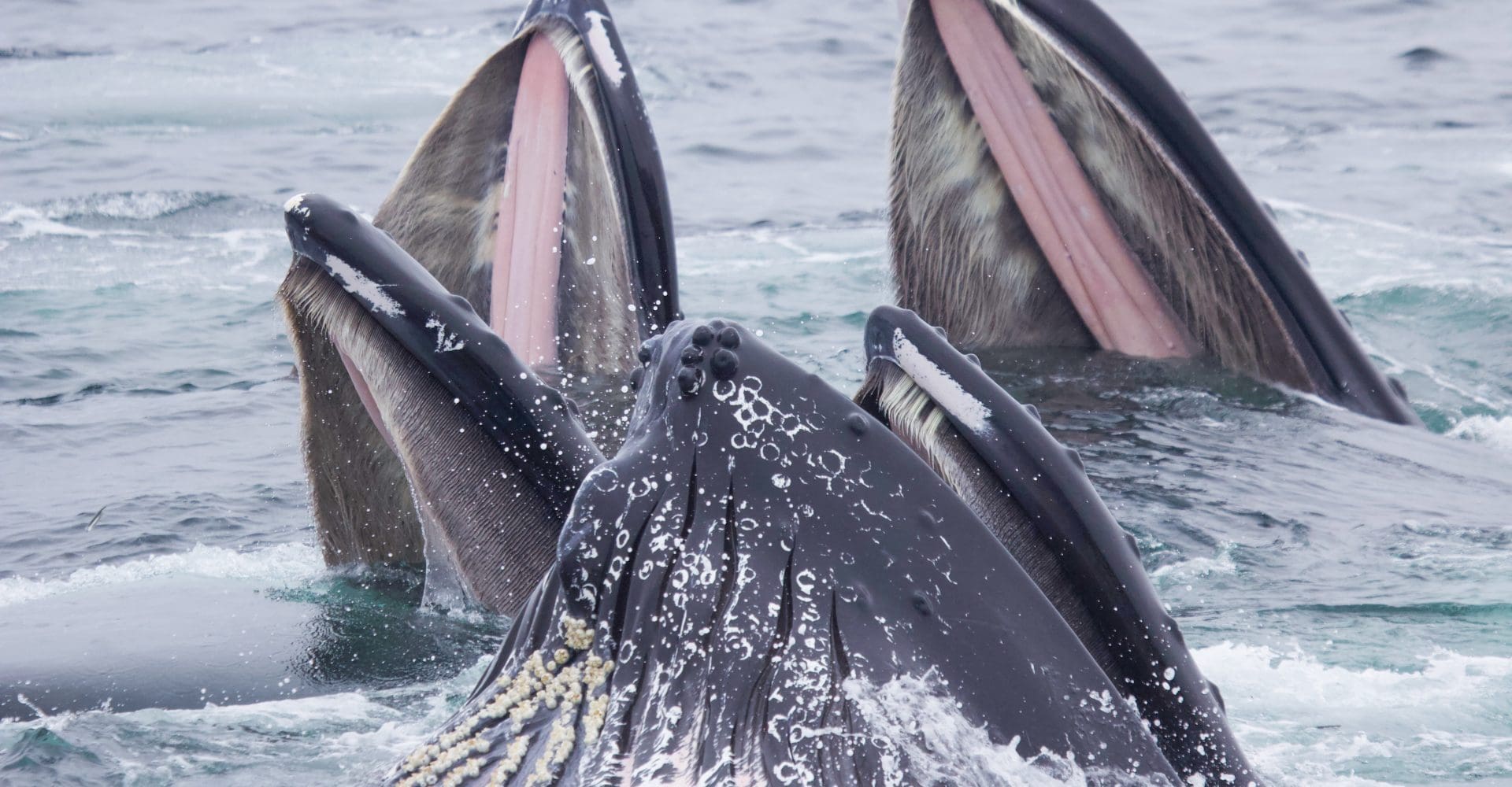 Feeding Humpback whales off of Gloucester MA