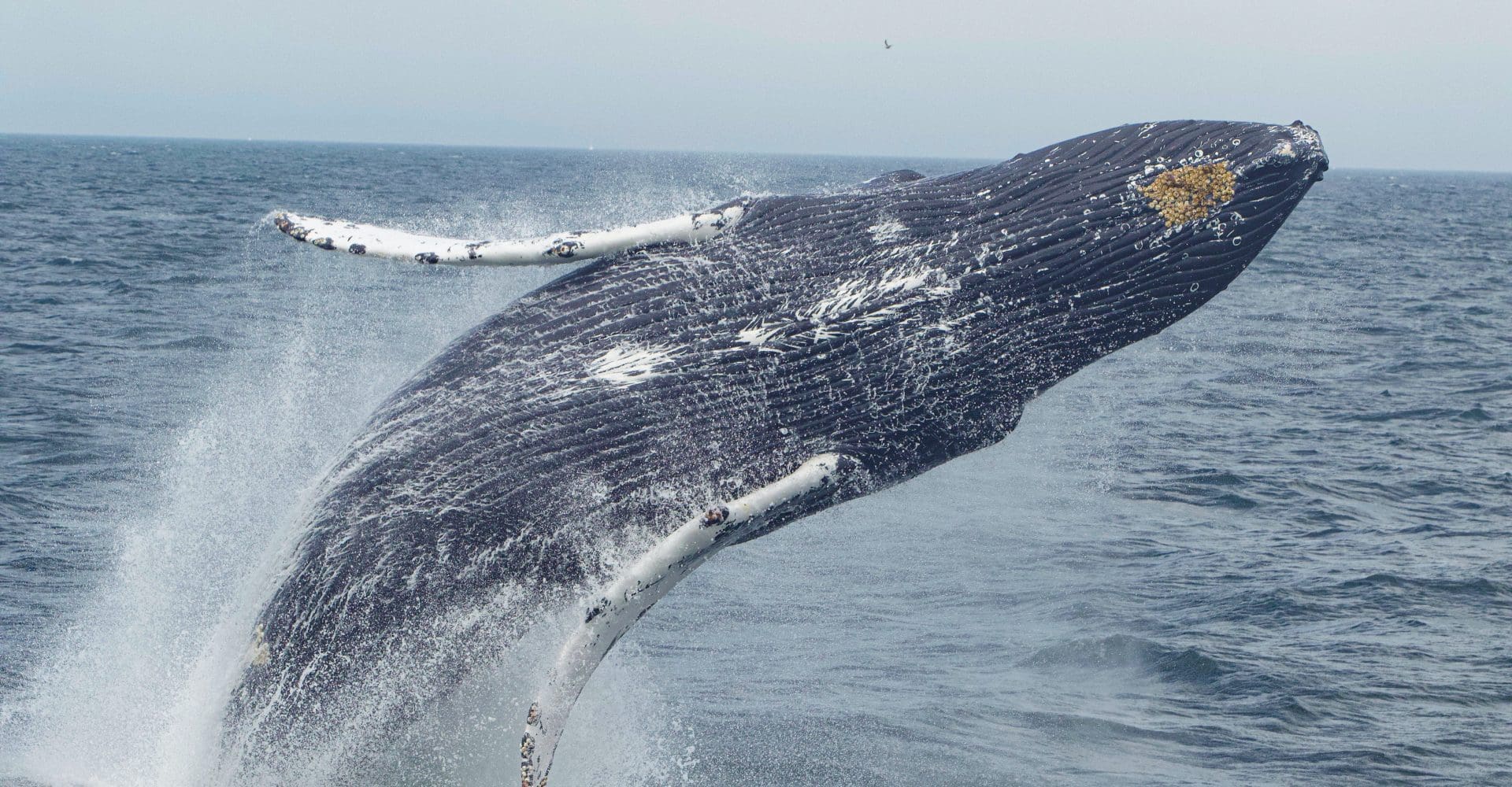 A humpback whale breaching off of Cape Ann, Massachusetts