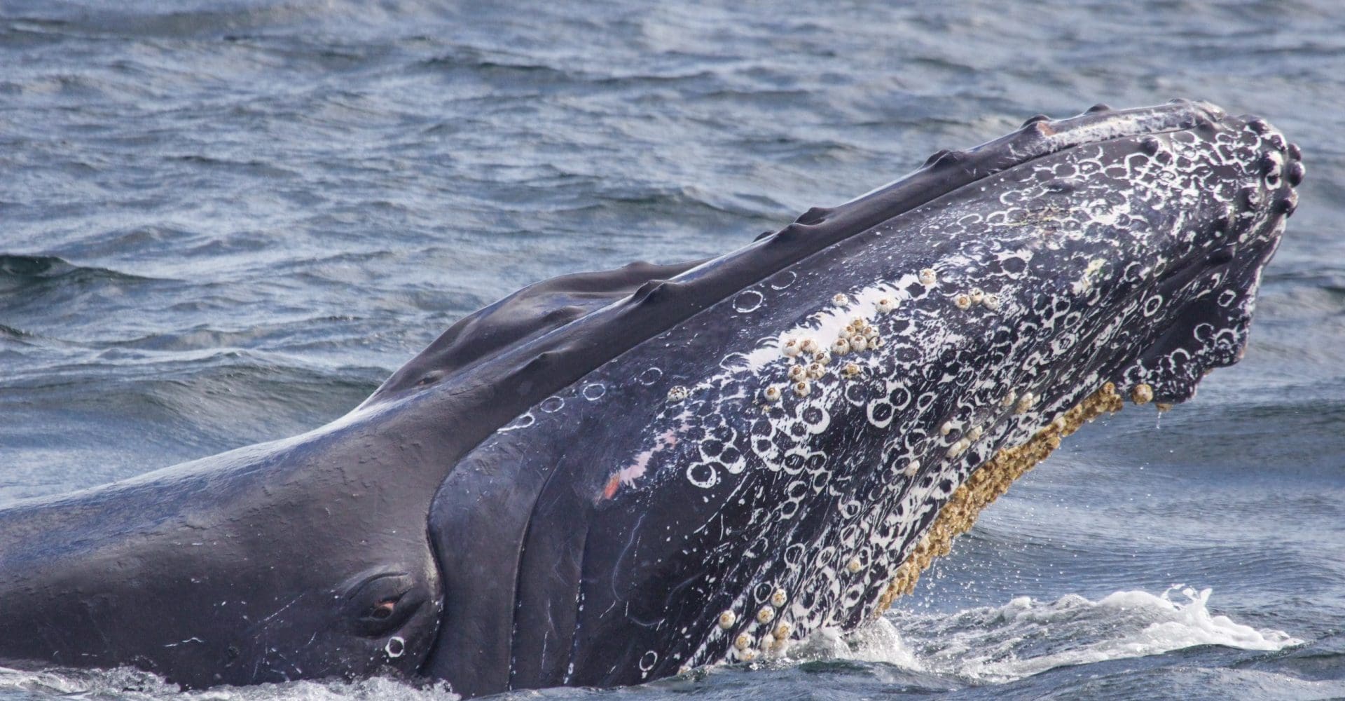 whale watching Gloucester Massachusetts Cape Ann New England
