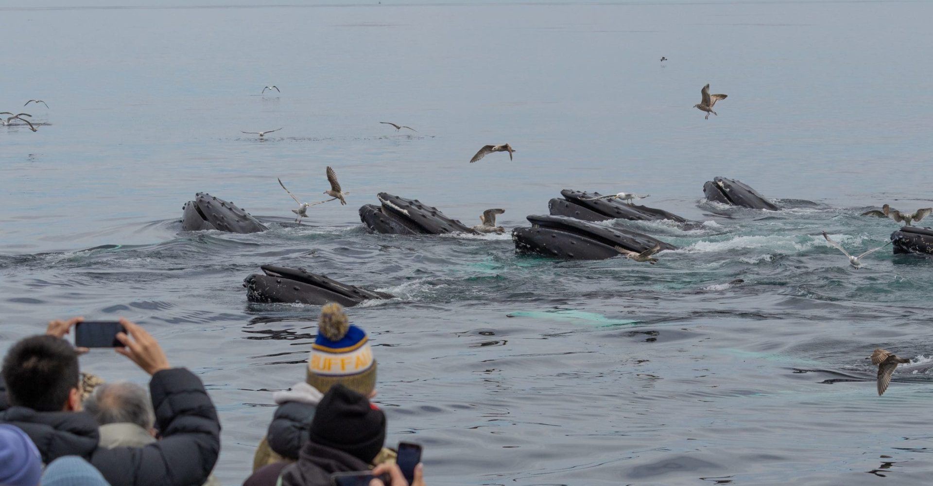 Whale Watching Gloucester Cape Ann MA