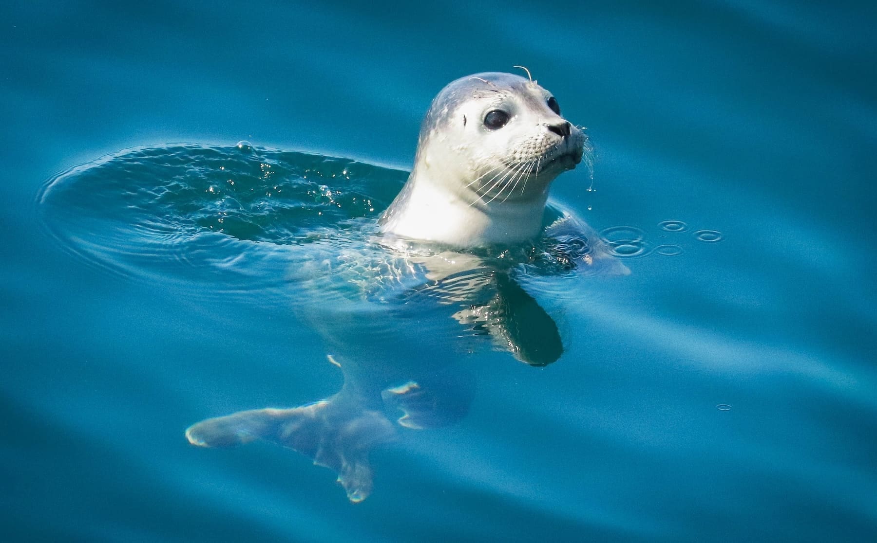 Young harbor seal