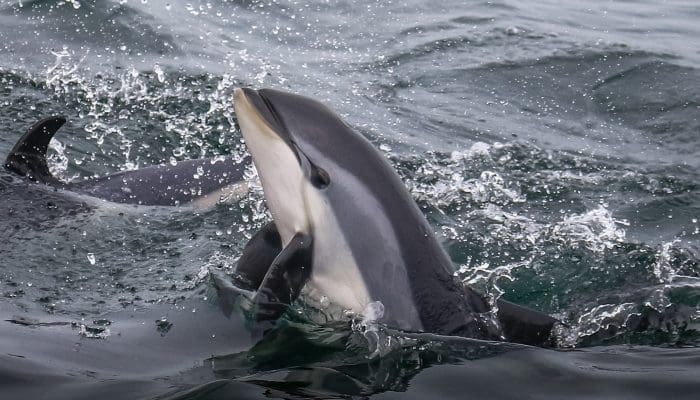 Stellwagen Bank National Marine Sanctuary