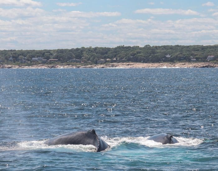 Why Whale Watch from Gloucester