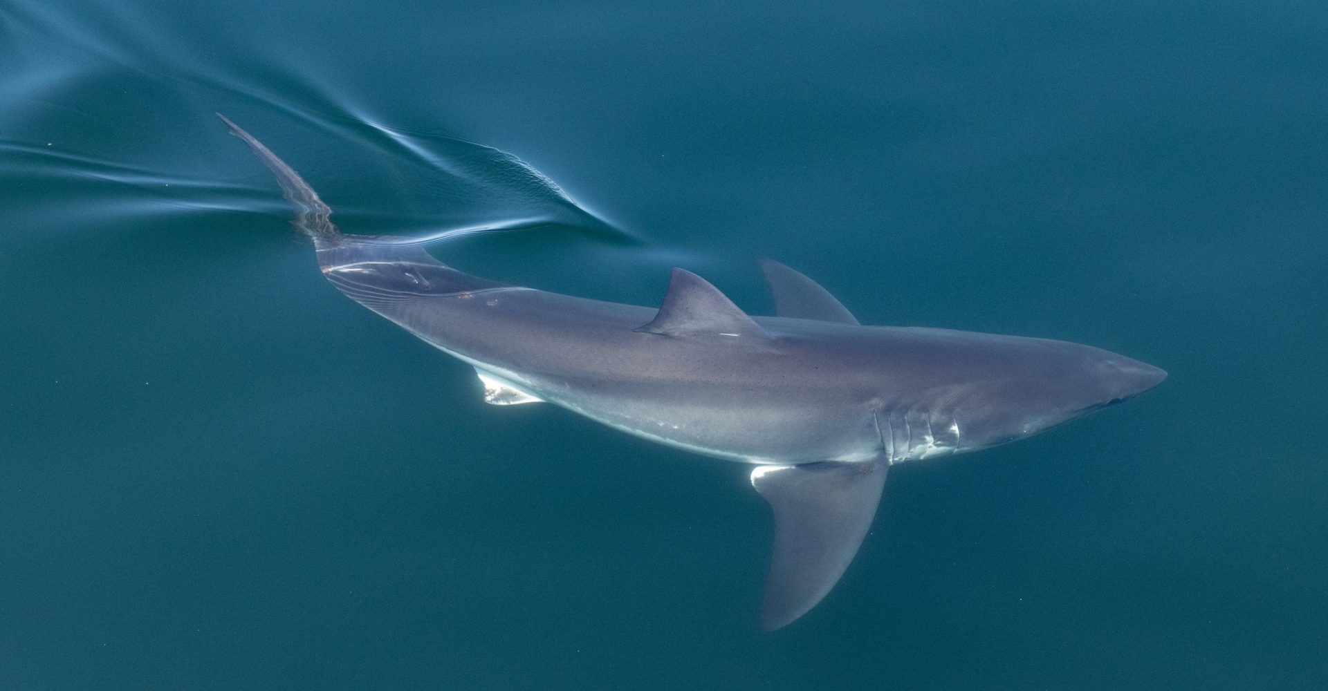 shark gloucester cape ann MA whale watching